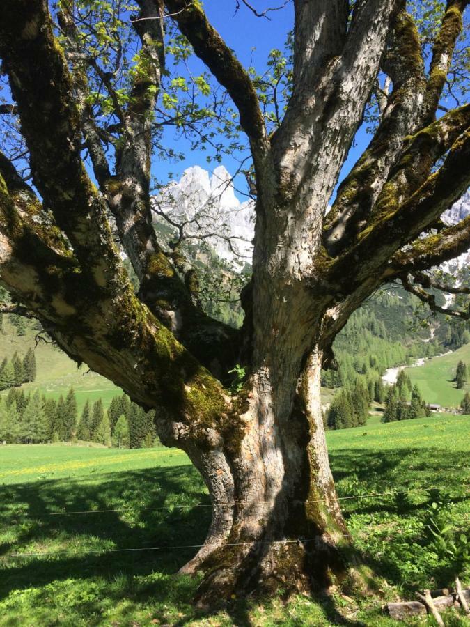 Zur Lieben Sonne Leilighet Filzmoos Eksteriør bilde