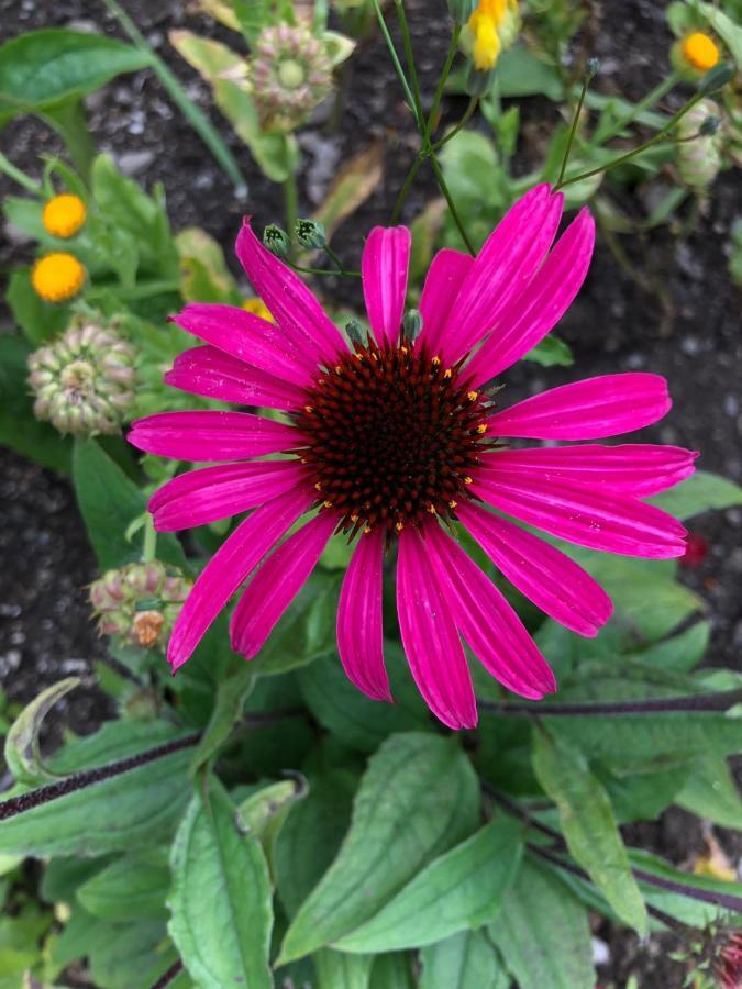 Zur Lieben Sonne Leilighet Filzmoos Eksteriør bilde
